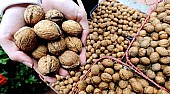 Prodám: Letošní Vlašské Ořechy Výběr z Několika Odrud