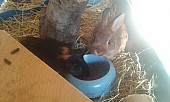 Darujeme zakrslého králíčka a morče (ideálně spolu)