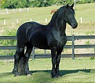 Fríský kůň - Prodám Frískou klisnu s PP