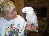 papouška kakadu