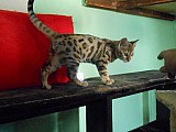 Bengálský kocourek, koťátka s PP