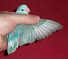 Papoušíček Šedokřídlý - Papoušíček Brýlatý ( forpus )