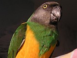 sháním papouška senegalského