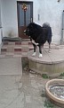 kavkazský pastevecký pes - krytí