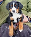 Appenzellský salašnický pes - štěně s PP
