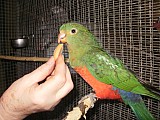 papoušek královský