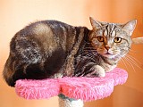 Britská kočka - kastrovaná s PP - čokoládová mramorovaná