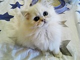 krásné perské koťatka s PP