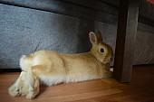 Zakrslý králík - krytí