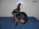 Koupím samce králíka zaječího v barvě tříslově černé