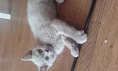 Britská stříbrná a bílý koťatka k prodeji
