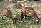 Kamerunské ovce