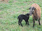 Kamerunské ovce jehňata (5 jehniček) i jednotlivě