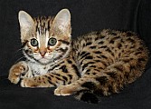Bengálská kočička - veškeré vybavení v ceně