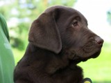 Labrador retriever - čokoládový pejsek, štěně s PP
