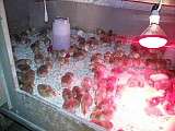 jednodenní kuřata nosnic Dominant Horal k prodeji 30.06.2016