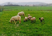 Ovce na chov-