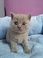 Krásná lila a modrá britská koťátka PLATÍ DO VYMAZÁNÍ