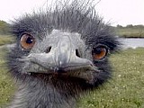 Koupím Pštrose Emu nejlépe samici nebo páru.