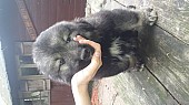 Kavkazský pastevecký pes s PP