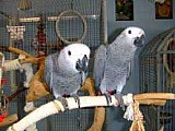 hledá pro ošetřování domovy pro mé afrických šedých papoušků