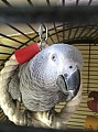 hledá pro ošetřování domovy pro mé afrických šedých papoušků