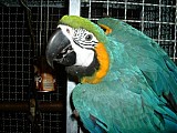 Mladí ruka-zvednutý papoušek papoušci