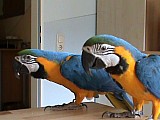 velmi krásná modrá a zlatá papoušek mužský a ženský s klecí