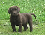 Labrador - čokoládový pejsek