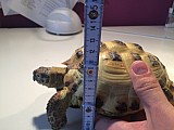Želva stepní - 14,5 cm, stáří více než 10 let