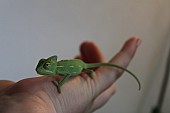 Samice chameleon jemenský