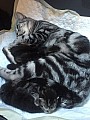 Smíšené plemeno kočky