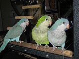 papoušci Ptáci