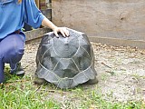 Krásný obří Aldabra želva na prodej