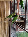Papoušek Nádherný