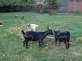 Kamerunské kozy