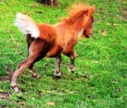 Miniaturní kůň