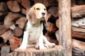 Beagle / Bígl / štěně s PP