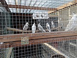 Papoušci - různé druhy