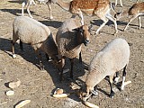 Ovce kamerunská