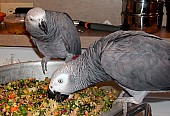 Prodám Papouška Šedého Žako-Kongo samce a samici