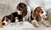Kennel Club Registrovaný Beagle Štěňata - Novena