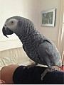 Prodam Africké Grey Papoušci na prodej