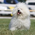 Bílý boloňský psík