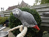 Africký papoušek šedý