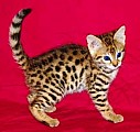 Bengálská kočka
