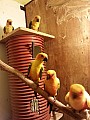 Papoušci na ochočení