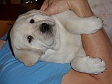 Labrador - smetanový pejsek s PP