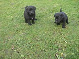 Prodám štěně Labradora,černé,kříženec