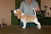 Bígl (beagle) - krásná štěňátka